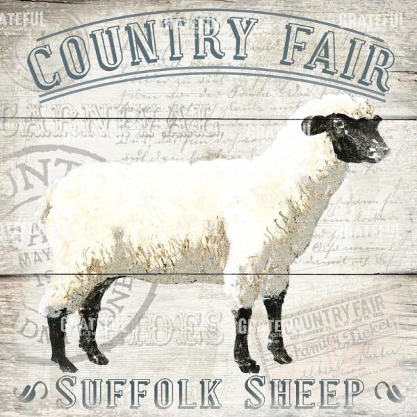 County Fair - Sheep