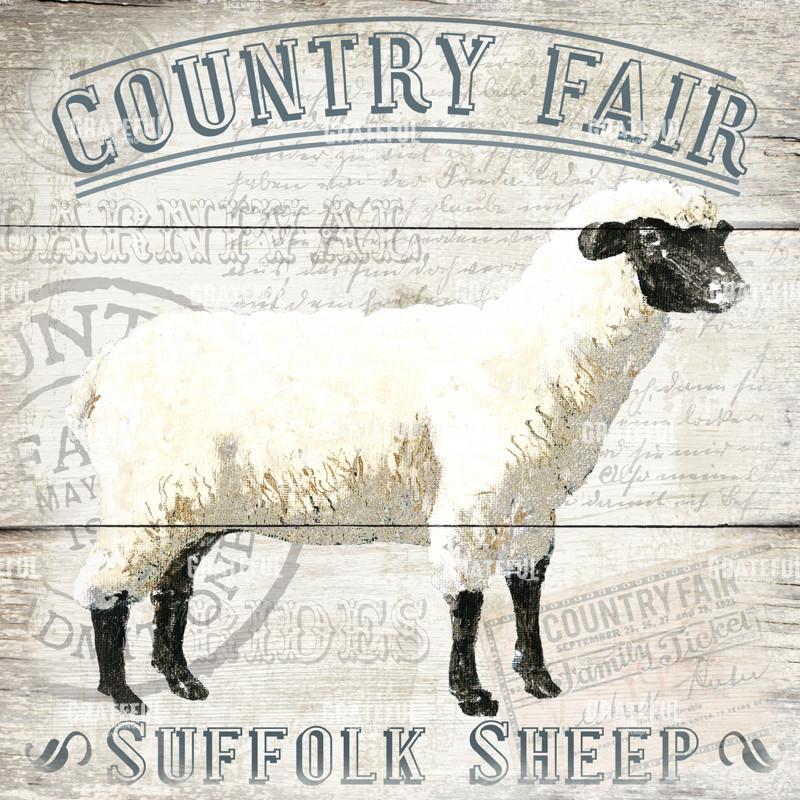 County Fair - Sheep