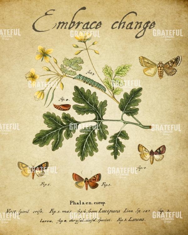 Embracing Change - Embrace
