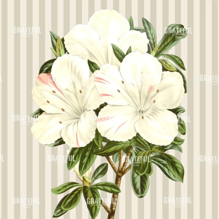 Alabaster Blossoms Pattern 4