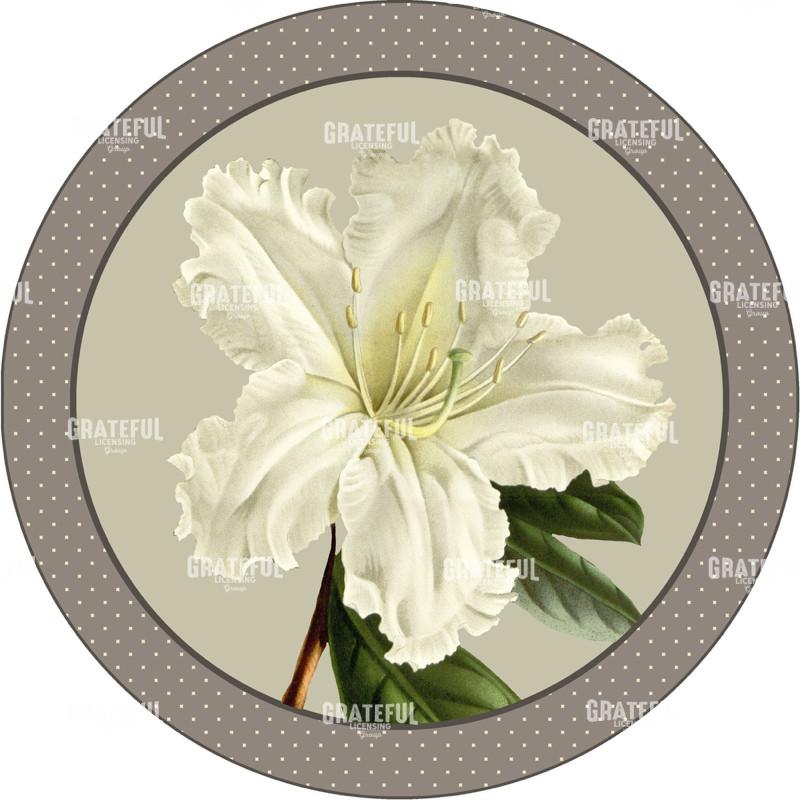 Alabaster Blossoms - Circle