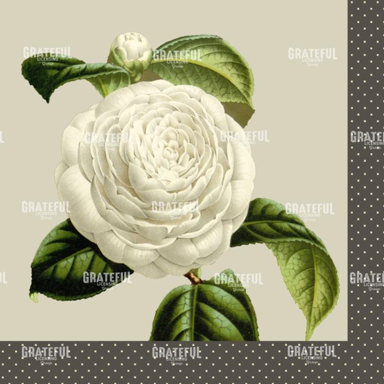 Alabaster Blossoms - Square