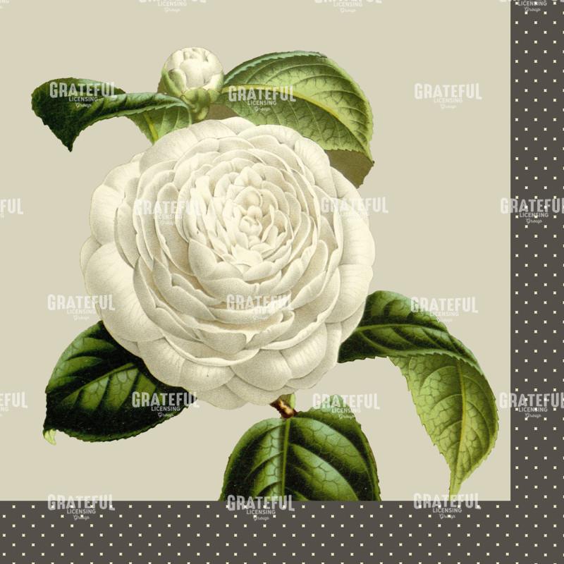 Alabaster Blossoms - Square