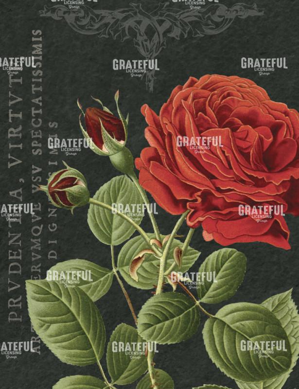 Bella Rosa - Vertical