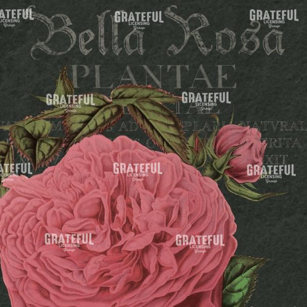 Bella Rosa - Square 4