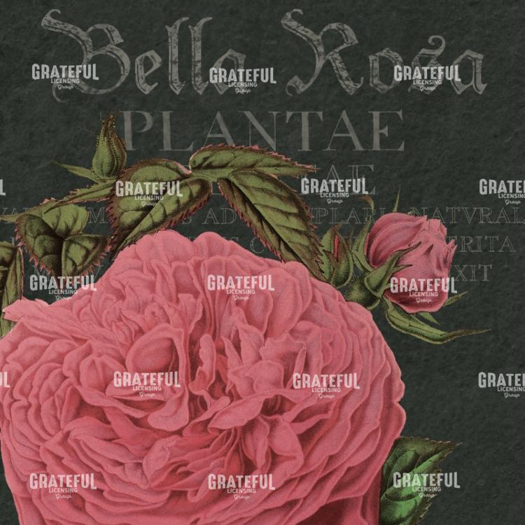 Bella Rosa - Square 4