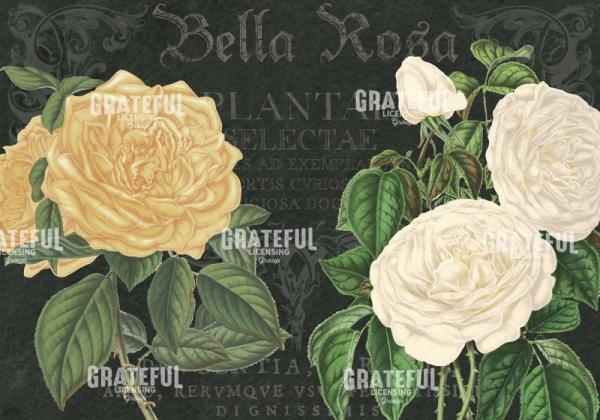 Bella Rosa - Horizontal