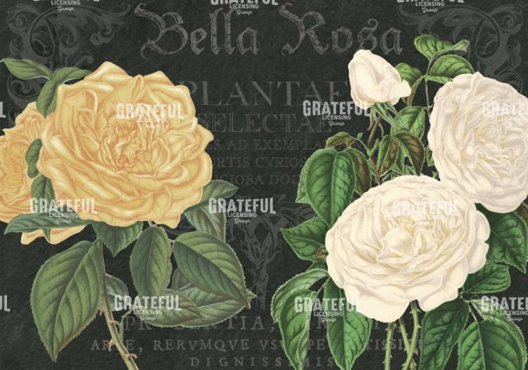 Bella Rosa - Horizontal