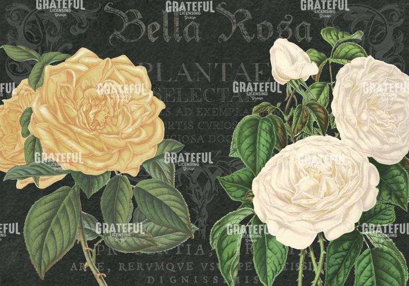 Bella Rosa - Horizontal