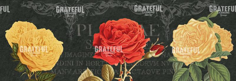 Bella Rosa - Horizontal Panel 2