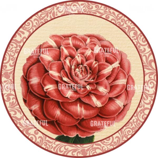Blushing Camellias - Circle