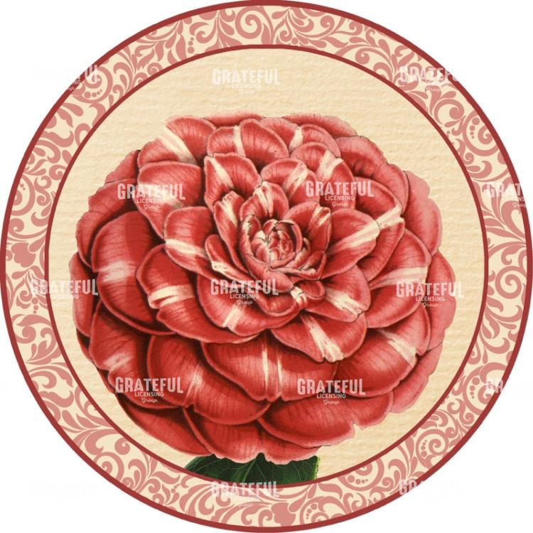 Blushing Camellias - Circle
