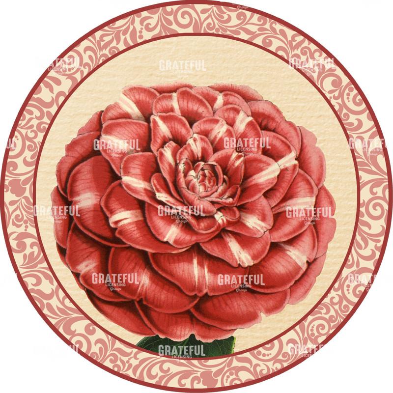 Blushing Camellias - Circle