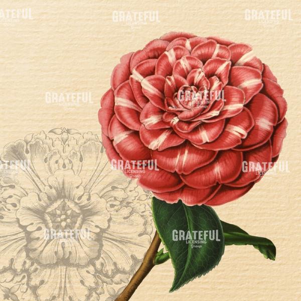 Blushing Camellias Pattern 1