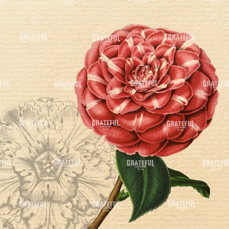 Blushing Camellias Pattern 1