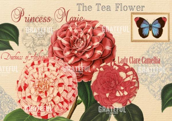 Blushing Camellias - Horizontal