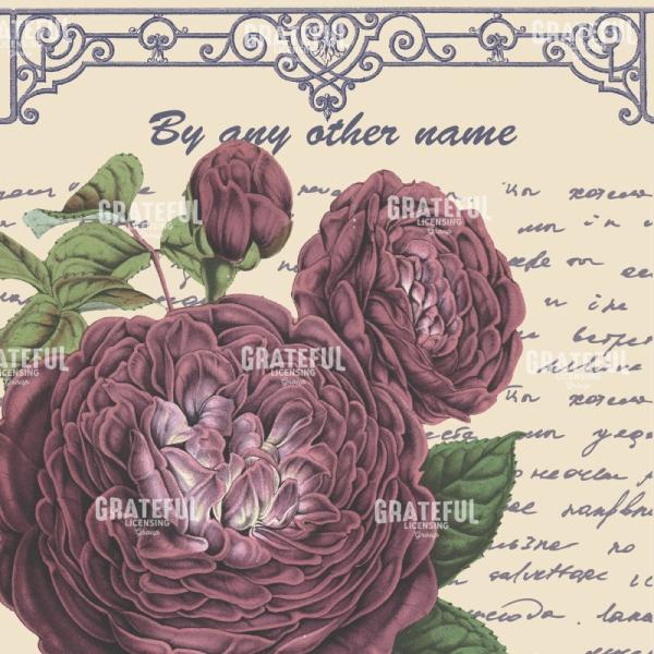 By Any Other Name Square - Mauve Rose
