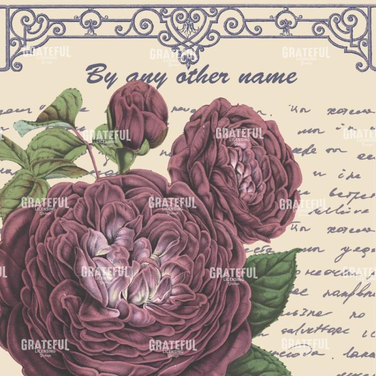 By Any Other Name Square - Mauve Rose