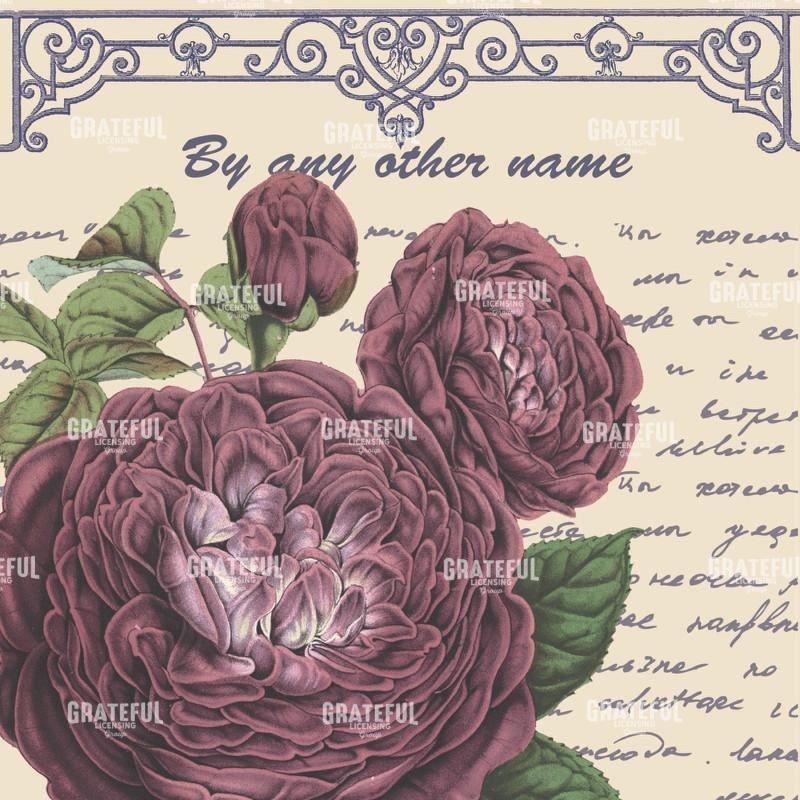 By Any Other Name Square - Mauve Rose