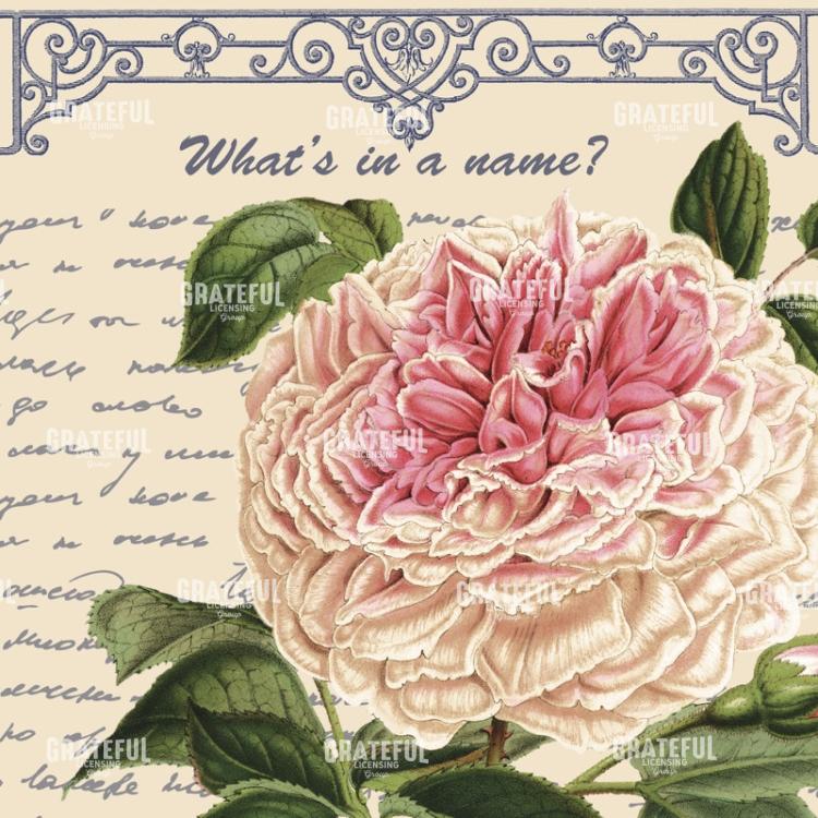 By Any Other Name Square - White Rose