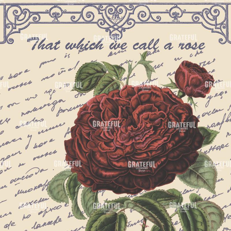 By Any Other Name Square - Red Rose
