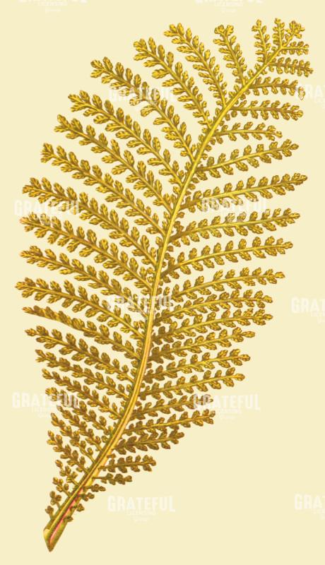 Christmas Amaryllis Pattern 3