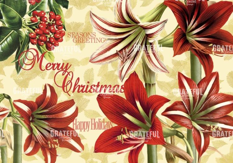 Christmas Amaryllis A Horizontal.jpg