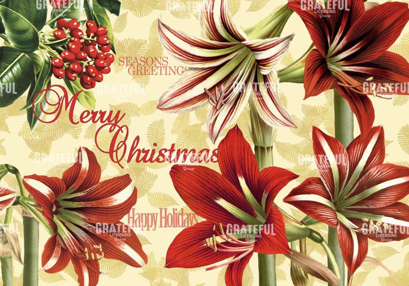 Christmas Amaryllis A Horizontal.jpg
