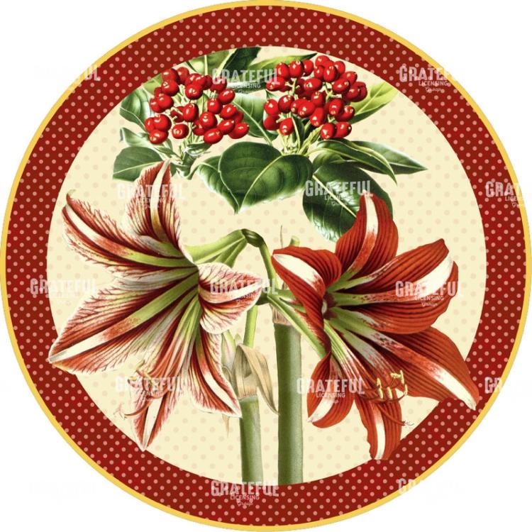 Christmas Amaryllis Circle