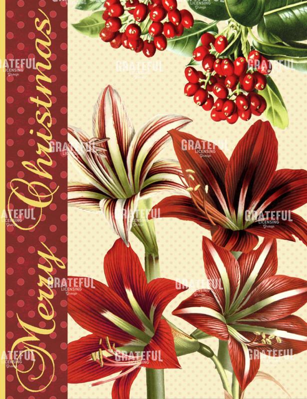 Christmas Amaryllis Vertical