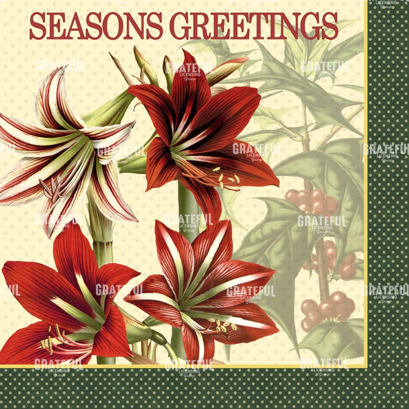 Christmas Amaryllis Square