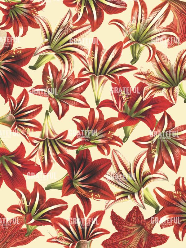 Christmas Amaryllis 2