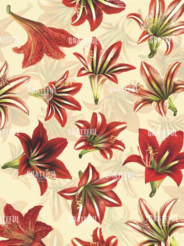 Christmas Amaryllis 3