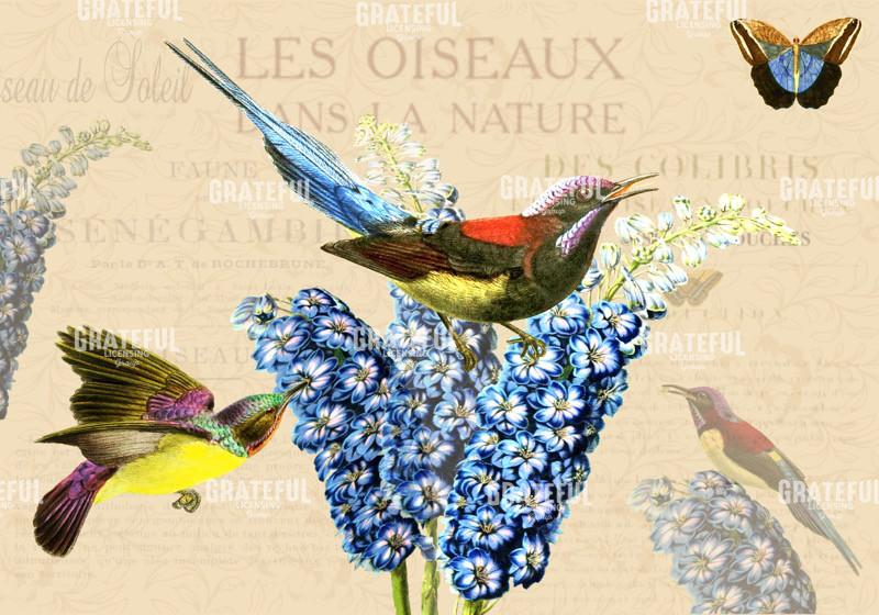 Delphinium - Horizontal