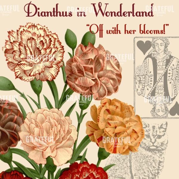 Diantus in Wonderland - Square 4