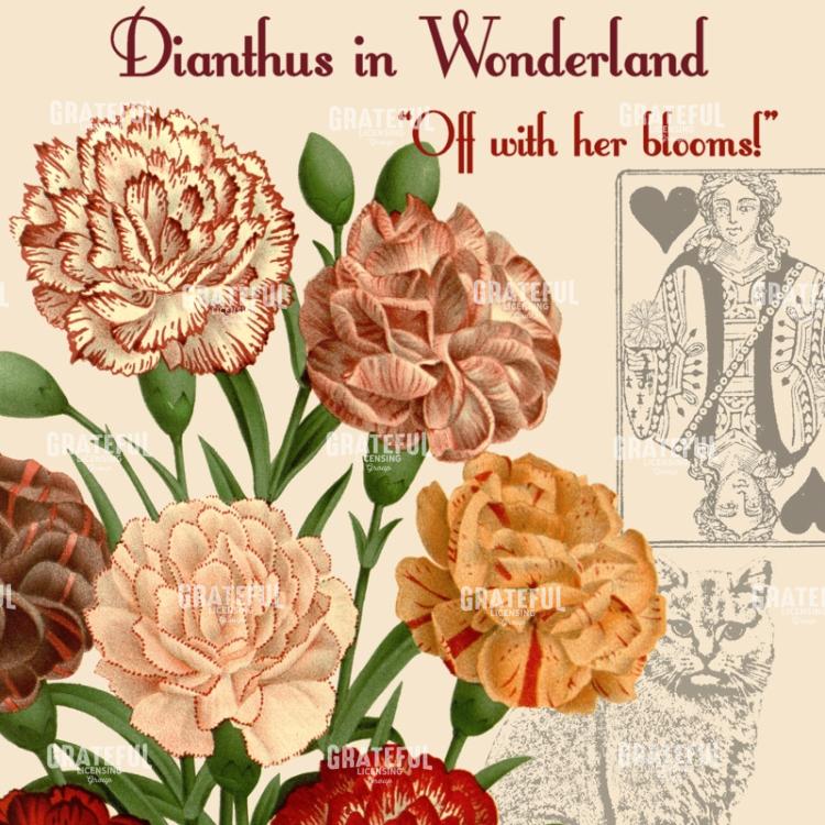 Diantus in Wonderland - Square 4