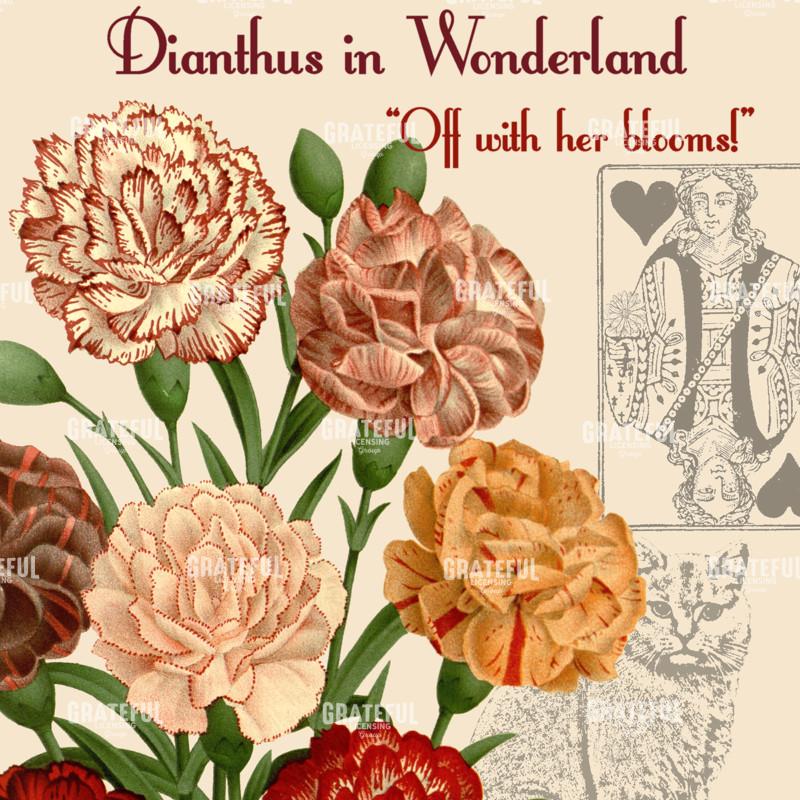 Diantus in Wonderland - Square 4