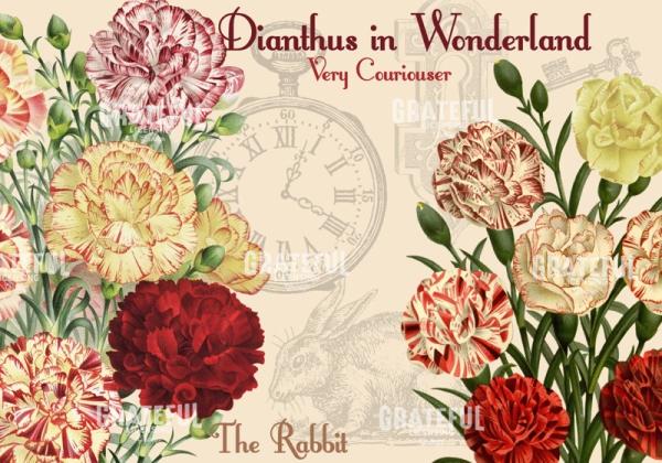 Diantus in Wonderland - Horizontal