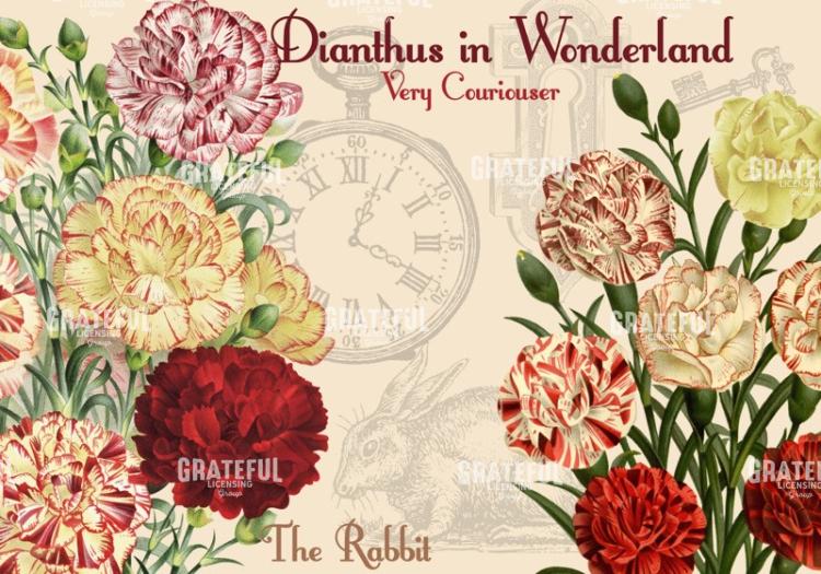 Diantus in Wonderland - Horizontal