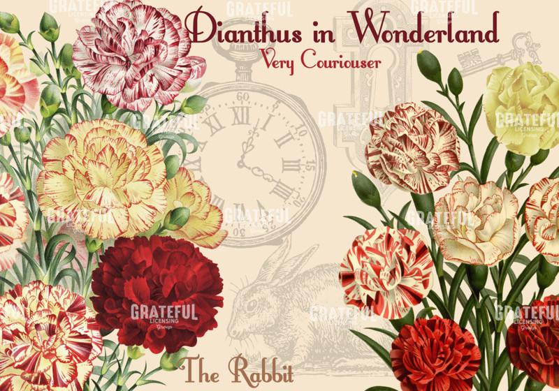 Diantus in Wonderland - Horizontal