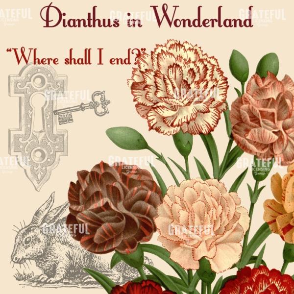 Diantus in Wonderland - Square 2