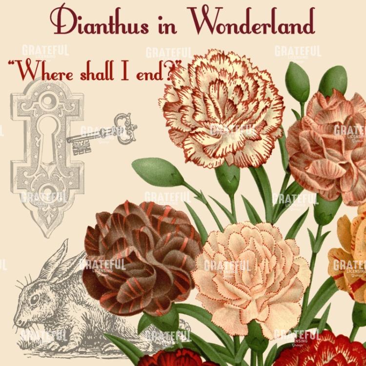 Diantus in Wonderland - Square 2