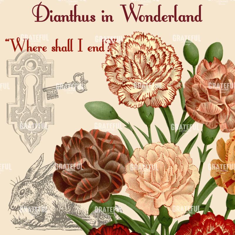 Diantus in Wonderland - Square 2