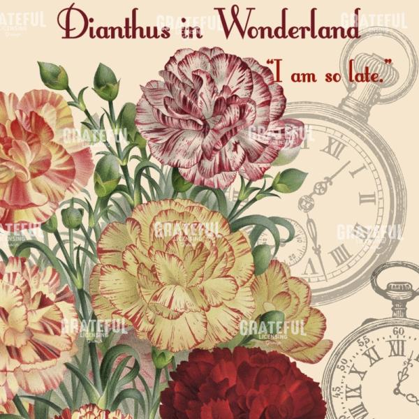 Diantus in Wonderland - Square 3