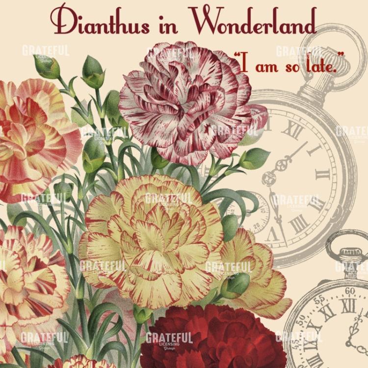 Diantus in Wonderland - Square 3