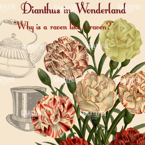 Diantus in Wonderland - Square 1