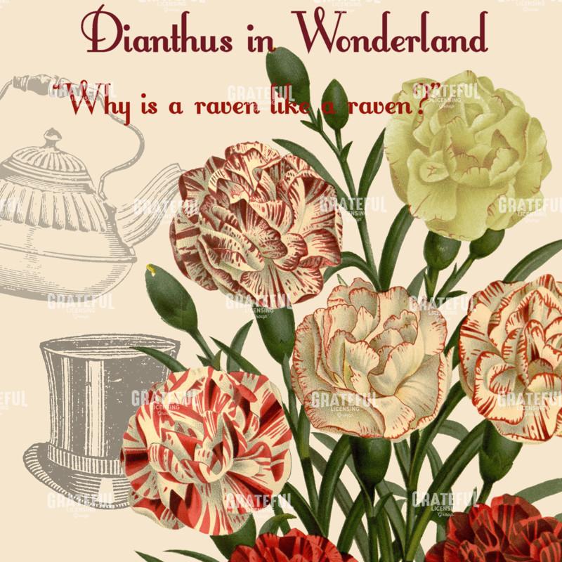 Diantus in Wonderland - Square 1