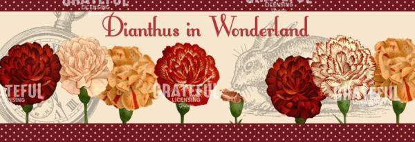 Diantus in Wonderland - Horizontal Panel