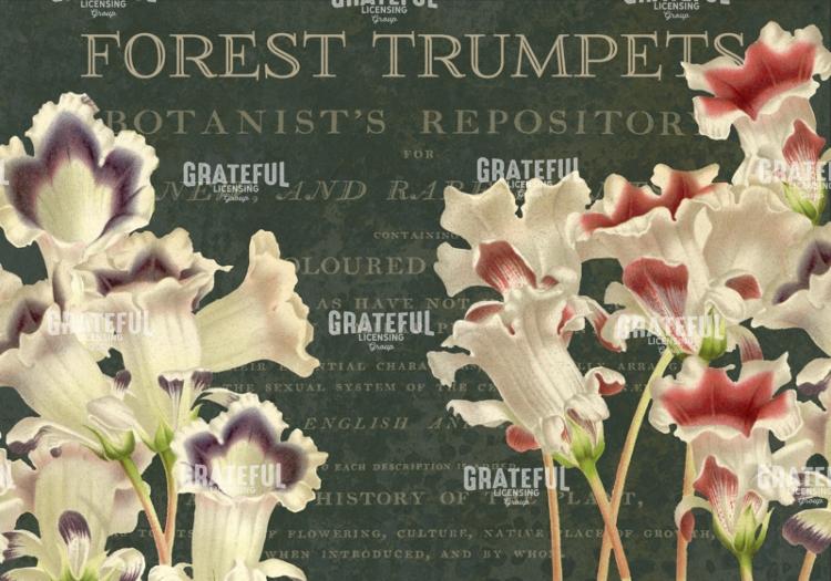 Forest Trumpets - Horizontal