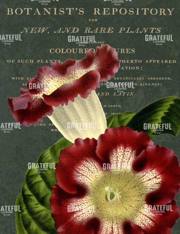 Forest Trumpets - Vertical